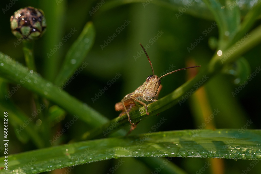Grasshopper on its natural environment in summer morning, Danubian forest, Slovakia Grasshopper on its natural environment in summer morning, Danubian forest, Slovakia