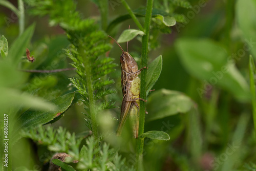 Grasshopper on its natural environment in summer morning, Danubian forest, Slovakia
