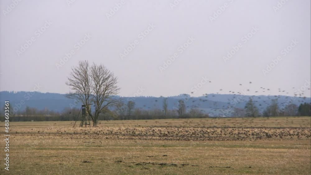 starlings on a meadow in spring starlings on a meadow in spring