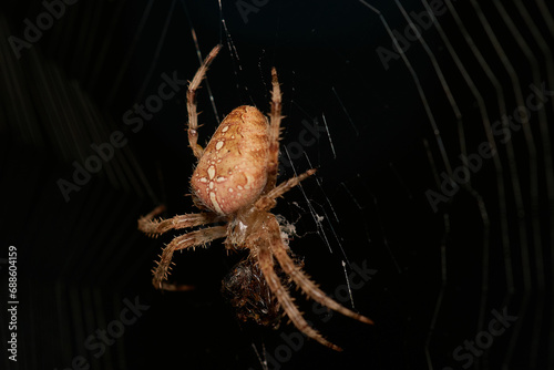 Common garden spider,, Araneus diadematus,, on its web in summer morning, Danubian forest, Slovakia