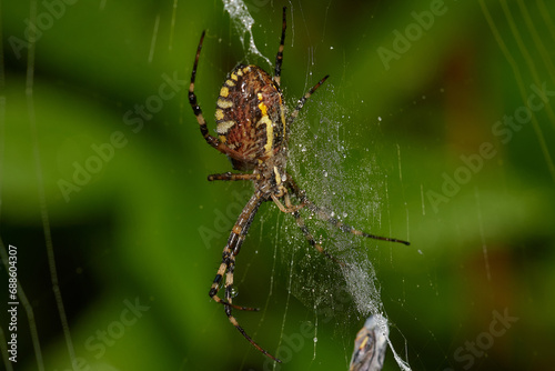 Wasp spider ,, Argiope bruennichi ,, on its web on danubian forest, Slovakia