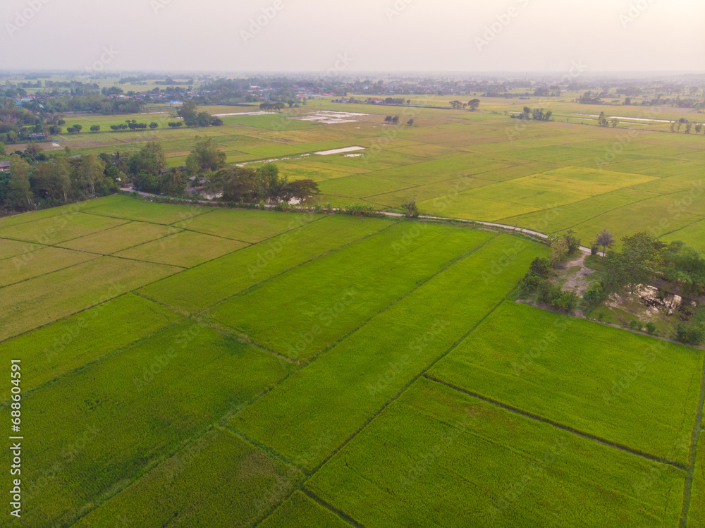 Green rice plantation field sunset light agricultural Green rice plantation field sunset light agricultural