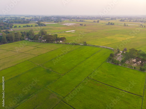 Green rice plantation field sunset light agricultural