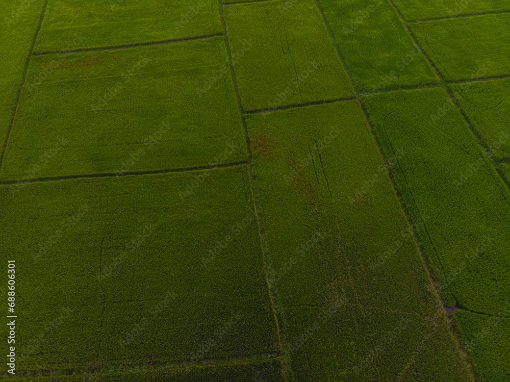Green rice plantation field sunset light agricultural Green rice plantation field sunset light agricultural