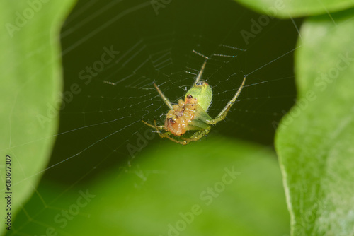 Amazing spider with long legs on its natural environments, Danubian forest, Slovakia