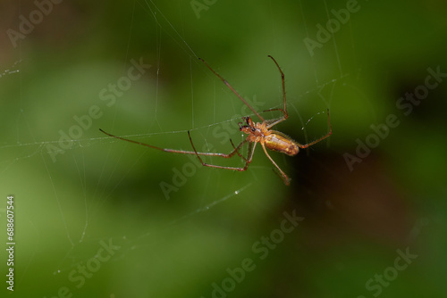 Amazing spider with long legs on its natural environments, Danubian forest, Slovakia