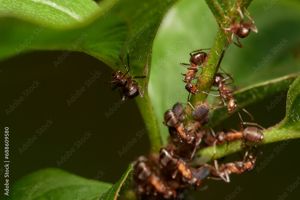 Amazing red wood ant,, Formica rufa,, on its natural environment, Danubian forest, Slovakia Amazing red wood ant,, Formica rufa,, on its natural environment, Danubian forest, Slovakia