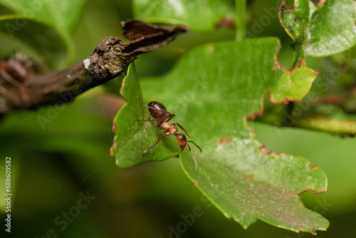 Amazing red wood ant,, Formica rufa,, on its natural environment, Danubian forest, Slovakia © Tom