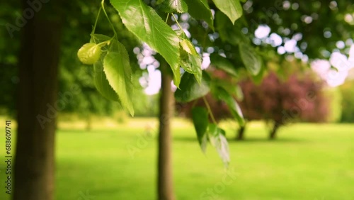 Leaves in the park, birds chirping in the back