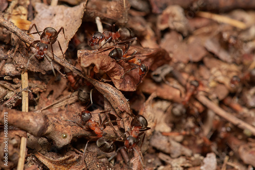 Amazing red wood ant,, Formica rufa,, on its natural environment, Danubian forest, Slovakia