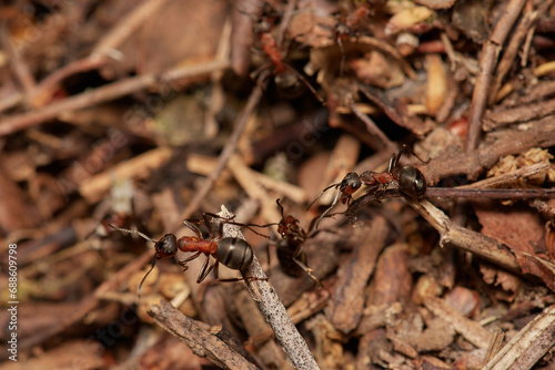 Amazing red wood ant,, Formica rufa,, on its natural environment, Danubian forest, Slovakia
