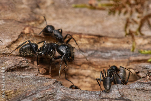 Large black ant,, Camponotus vagus,, on old wood on Danubian forest, Slovakia