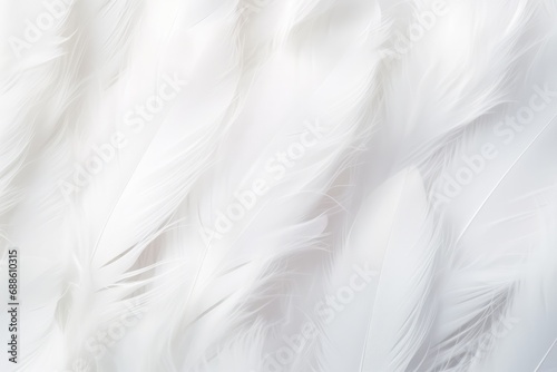 Delicate White Feather Background
