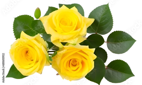 yellow rose isolated on white background