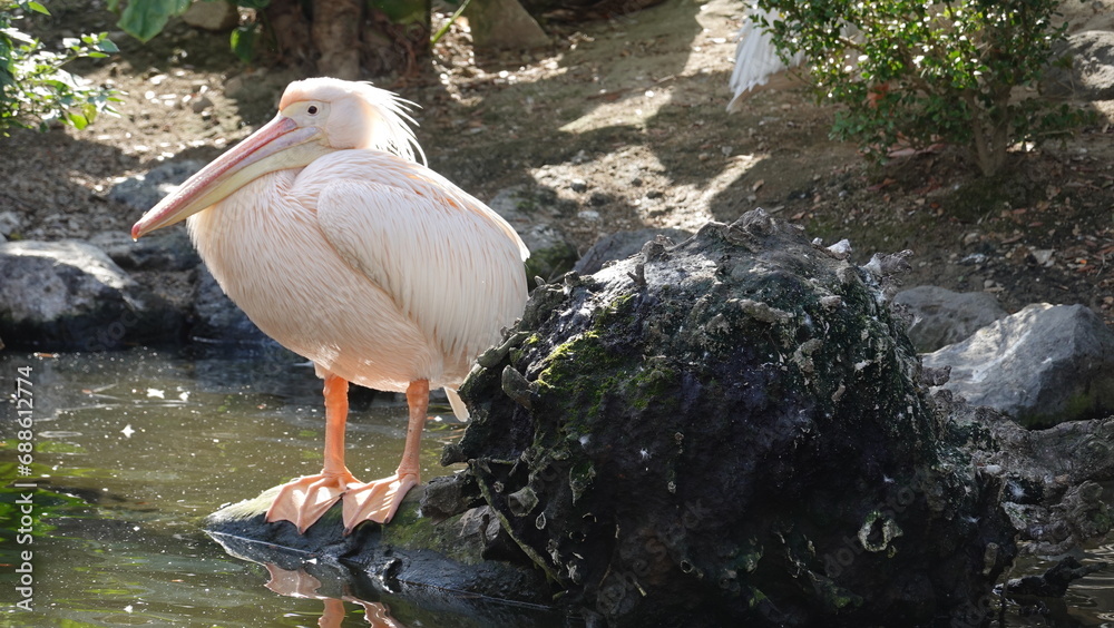 Obraz premium ペリカン