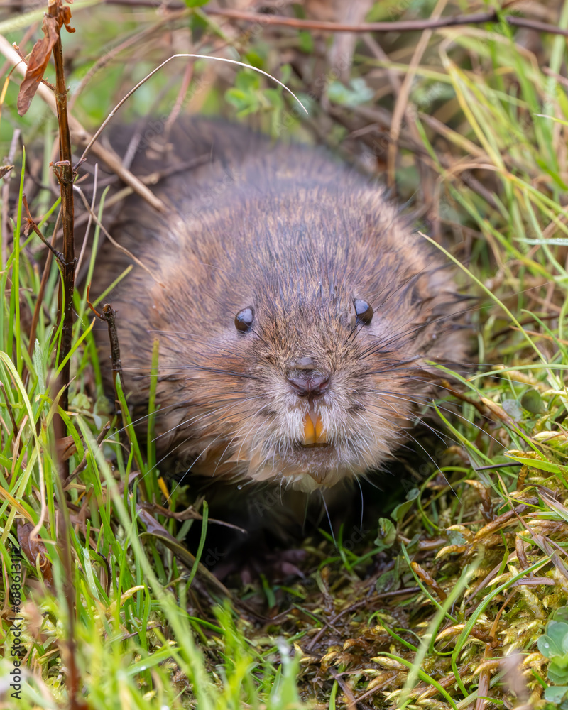 Water Vole in the Grass Water Vole in the Grass