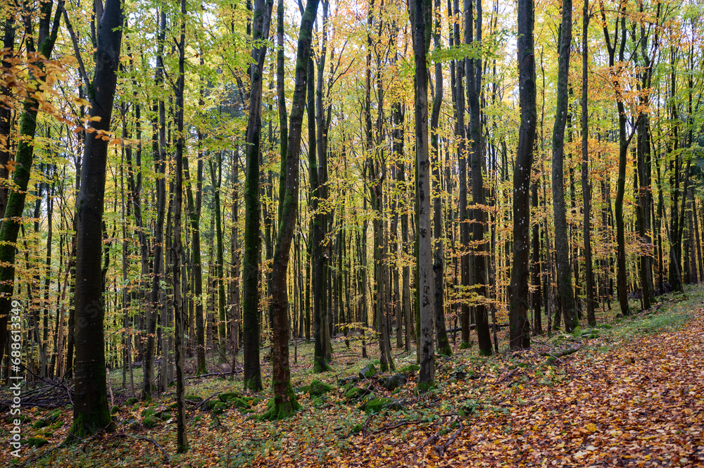 A forest in autumn