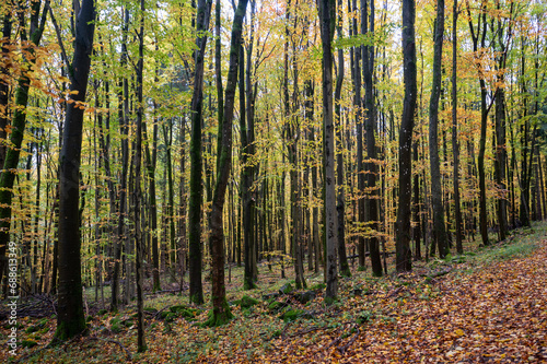 A forest in autumn