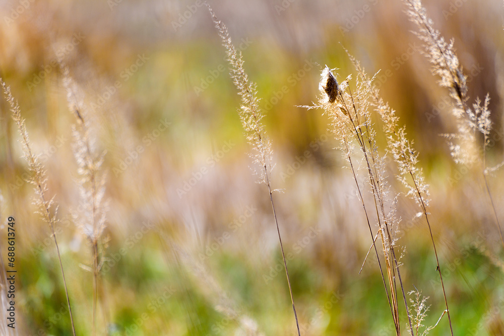 Fototapeta premium Grass in the morning