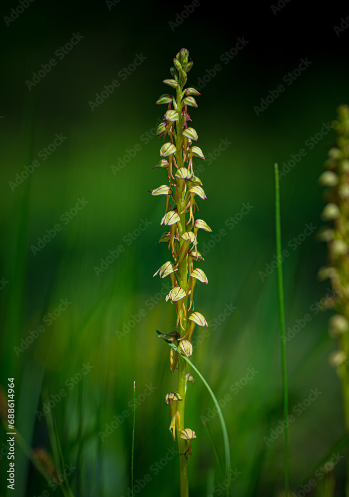 orchis homme pendu orchis homme pendu