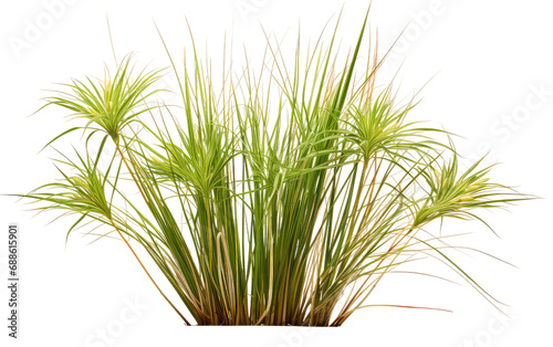 Cyperus Showcase On Transparent PNG