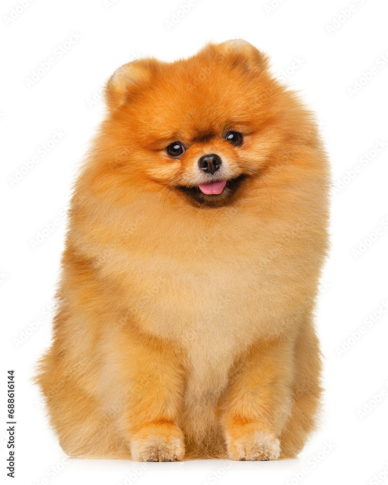 Red fluffy dog, Spitz, dog smile, sitting on a white background, isolate