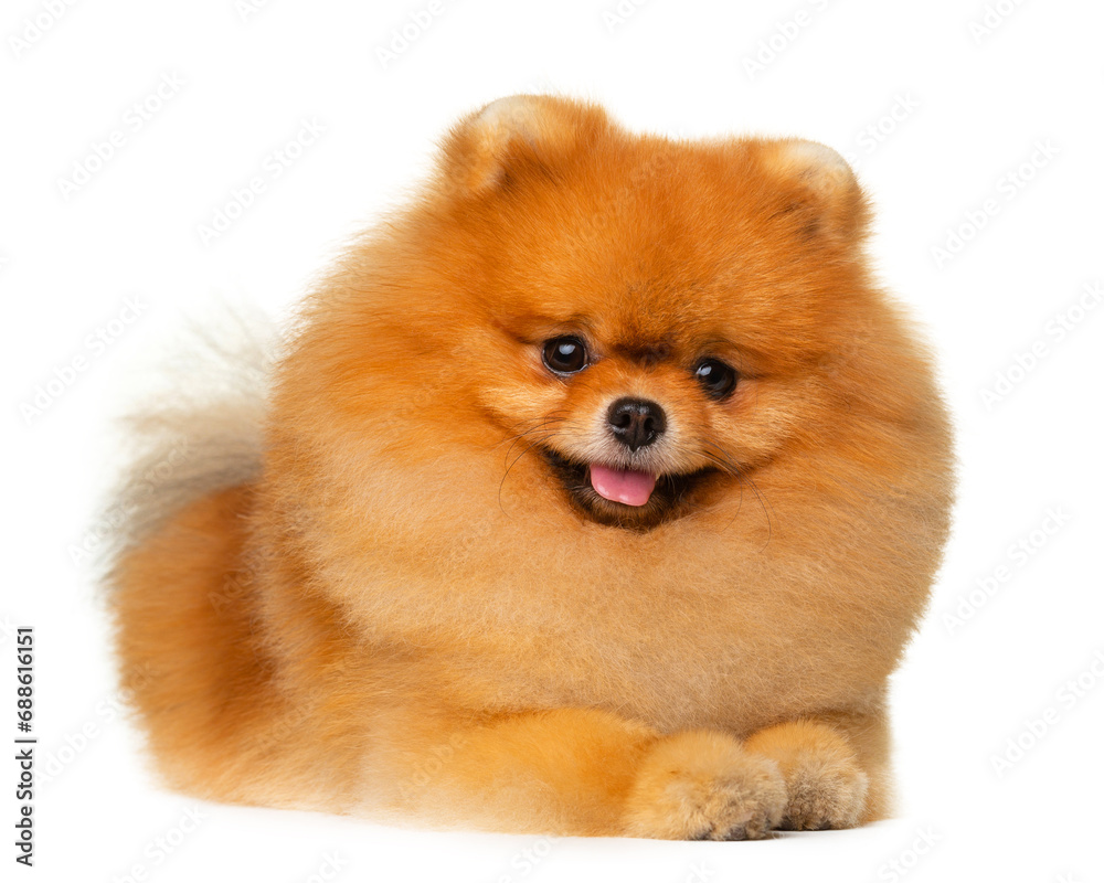 Red fluffy dog, Spitz, dog smile, lies on a white background, isolate