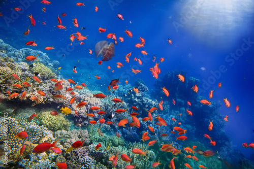 Coral Reef in the Red Sea with Lyretail Anthias photo
