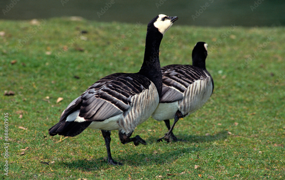 Bernache nonnette, .Branta leucopsis, Barnacle Goose Bernache nonnette, .Branta leucopsis, Barnacle Goose