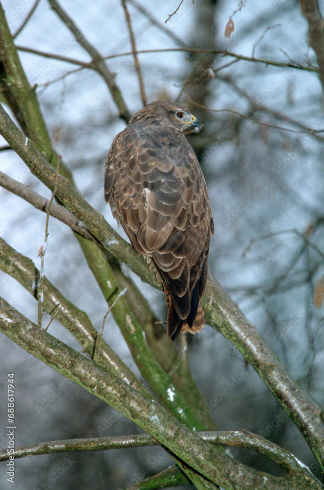 buse variable buse variable