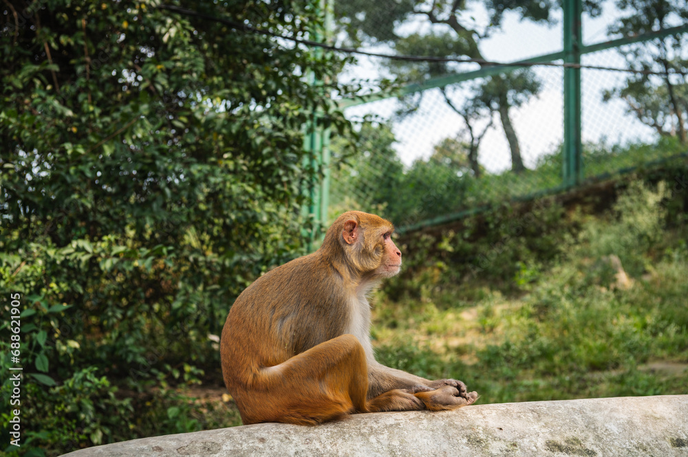 Monkey in Pashupatinath Temple in Kathmandu, Nepal. Rhesus Monkey