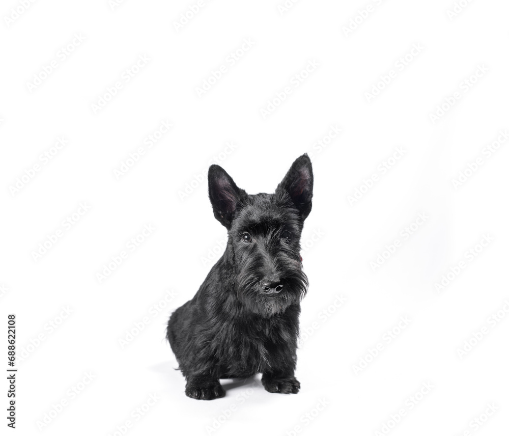 black scotch terrier puppy sitting on a white background black scotch terrier puppy sitting on a white background