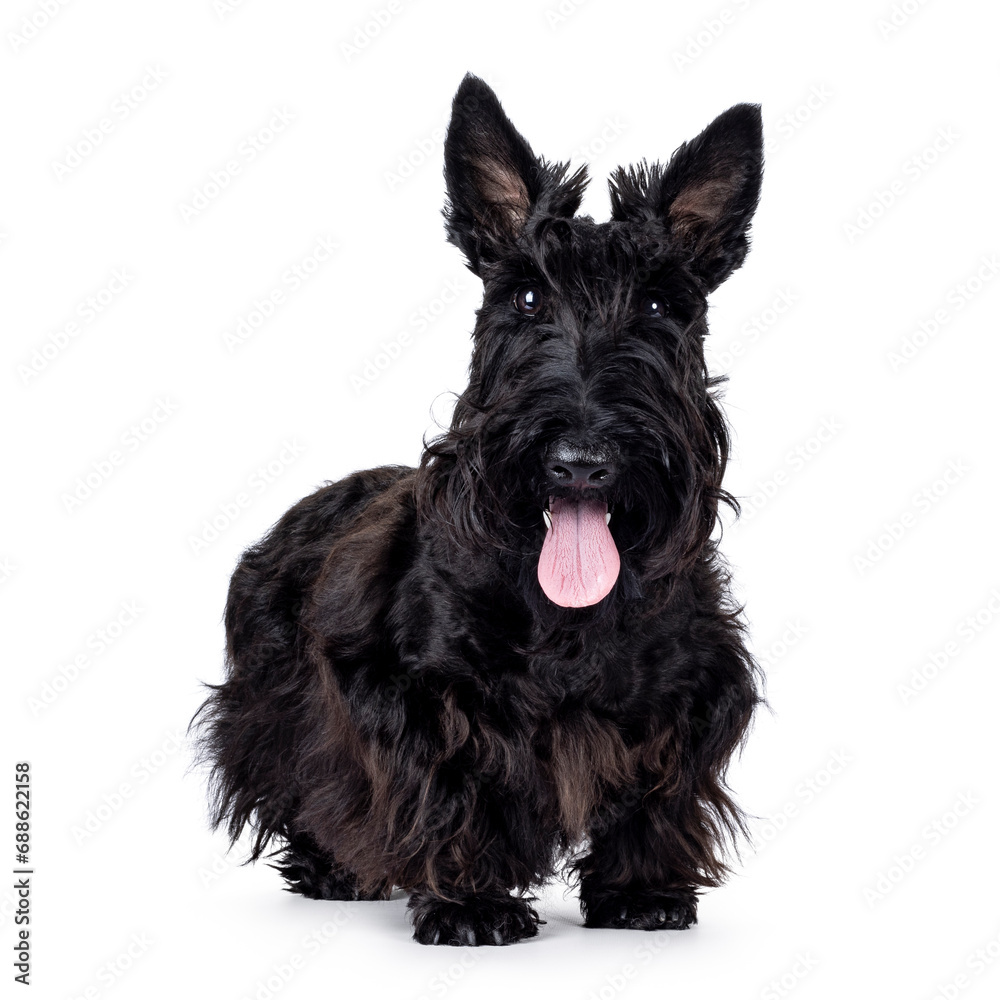 Adorable young solid black Scottish Terrier dog, standing up facing front. Ears eract, tongue out, and looking towards camera. Isolated on a white background.