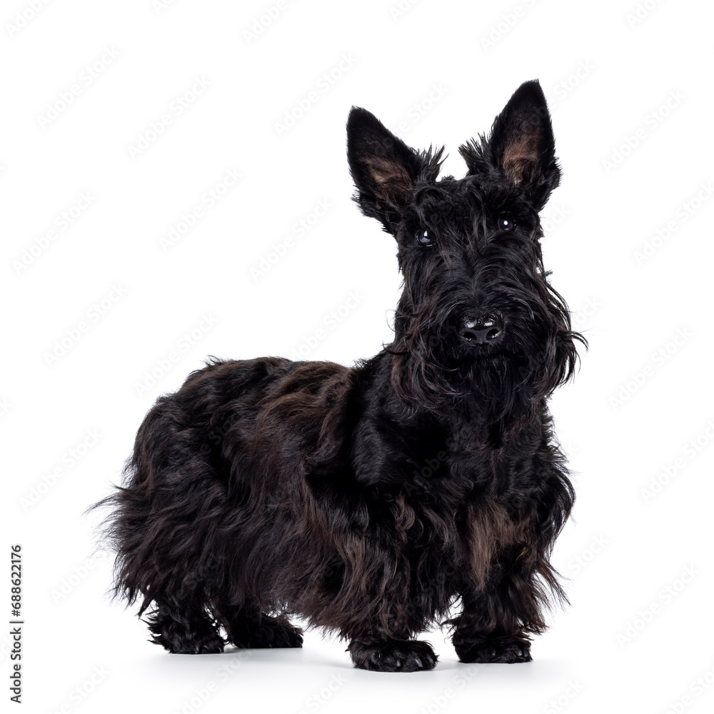 Adorable young solid black Scottish Terrier dog, standing up side ways. Ears eract, mouth closed and looking towards camera. Isolated on a white background.