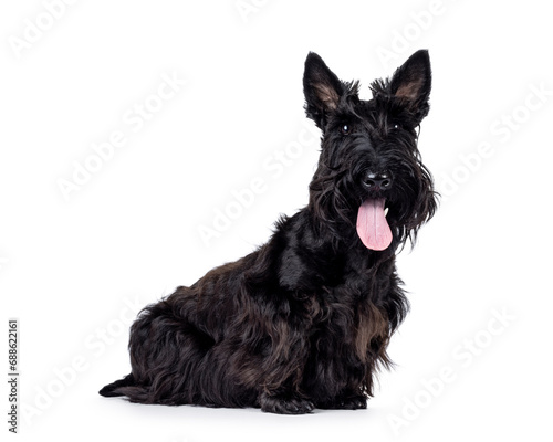 Adorable young solid black Scottish Terrier dog, sitting up side ways. Ears eract, tongue out, and looking towards camera. Isolated on a white background.
