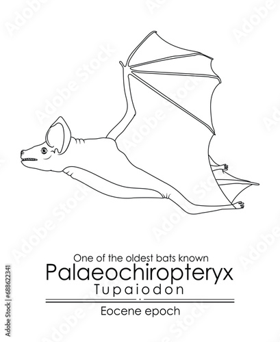One of the oldest bats known, Palaeochiropteryx Tupaiodon from the Eocene epoch. Black and white line art, perfect for coloring and educational purposes.