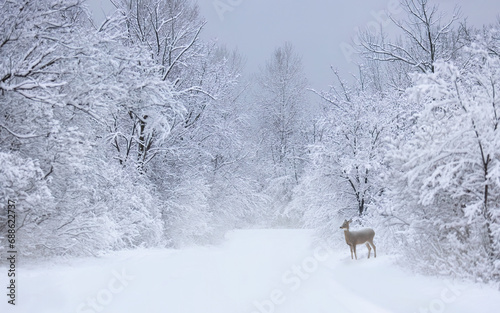 White-tailed deer stands along the side of a snow covered road in winter  photo