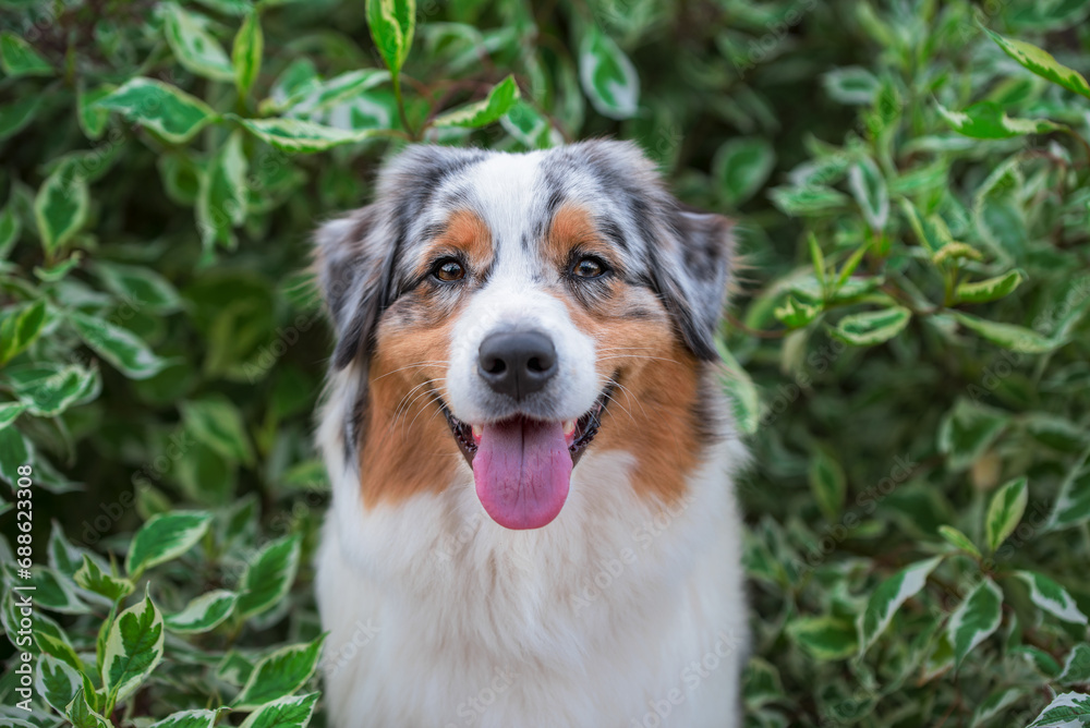 portrait of a smiling Australian Shepherd dog in the branches of a birch bark