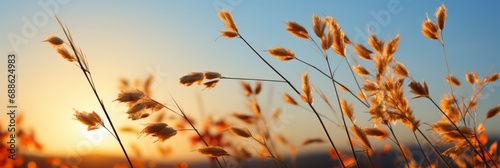 Golden Dry Grass Field During Sunrises   Banner Image For Website  Background  Desktop Wallpaper