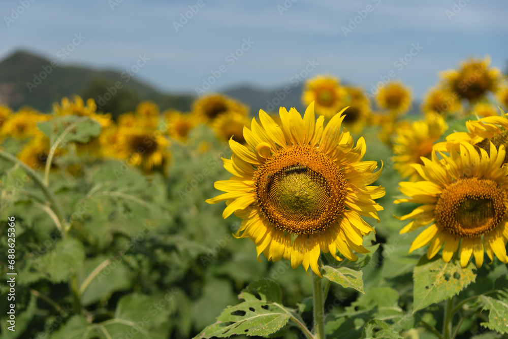 Closed up sunflowers in the garden