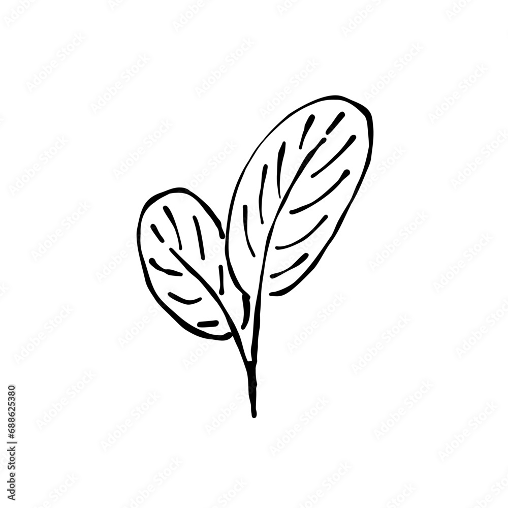 Leaves hand drawn in a minimalist style. Sketch of twig with leaves isolated on a white background. Decorative element. Vector illustration. Leaves hand drawn in a minimalist style. Sketch of twig with leaves isolated on a white background. Decorative element. Vector illustration.