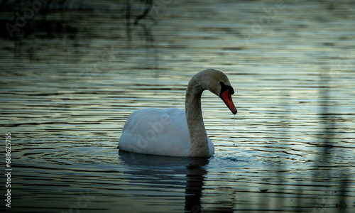 Swans at Sunrise