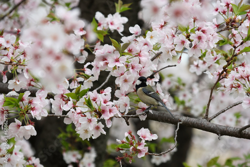 bird on the tree blossom in spring