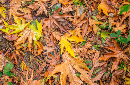 Autumn landscape. Autumn tree leaves sky background.