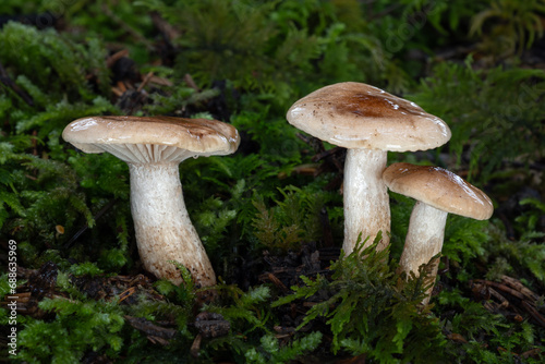 Orange-brown mushrooms Hygrophorus discoideus (Woodwax) growing in moss