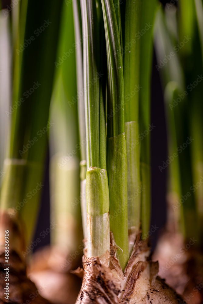 Pedicels and bulbs of daffodils (narcissus) in a flowerpot Pedicels and bulbs of daffodils (narcissus) in a flowerpot