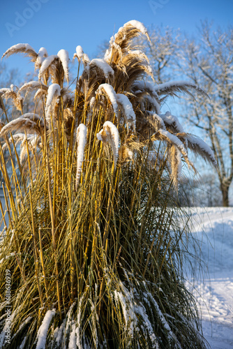 фотографія Pampas grass (Cortaderia selloana) with hoar frostor snow in winter season