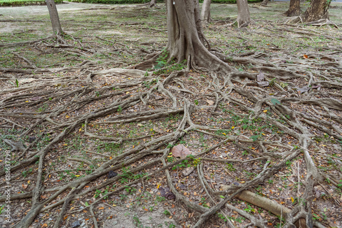 Fototapeta Naklejka Na Ścianę i Meble -  Many lot roots of the ficus tree, which appeared on the ground.
