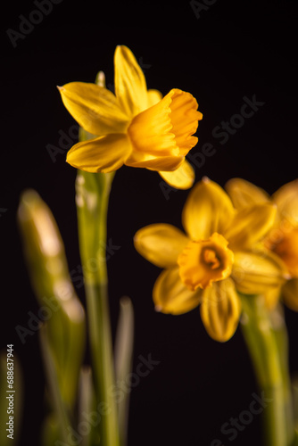 Yellow daffodils (Narcissus) in full bloom in front of a black background