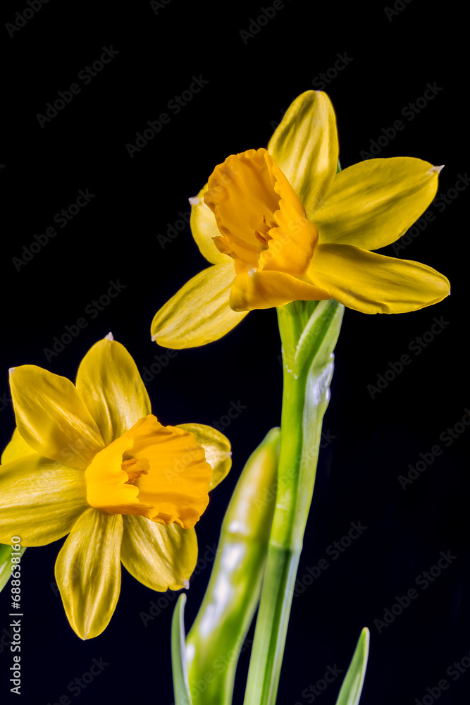 Yellow daffodils (Narcissus) in full bloom in front of a black background Yellow daffodils (Narcissus) in full bloom in front of a black background